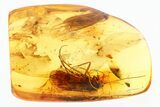 Two Fossil Caddisflies and a Fungus Gnat In Baltic Amber #307361-1